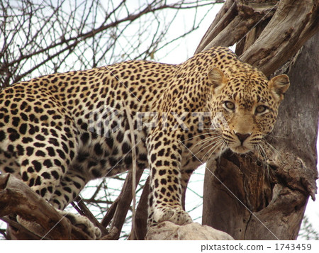 Leopard of Samburu National Reserve ① 1743459