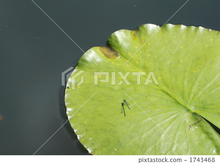 During break 1743468