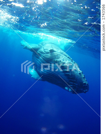 Humpback whale 1743566