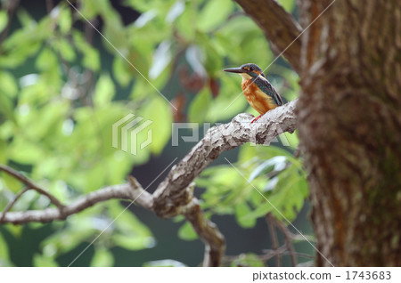 Hamburger on the tree Hamburger on the tree 1743683
