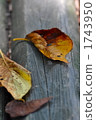 Fallen fallen on a tree bench 1743950