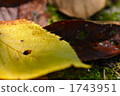 Fallen leaves on the ground 1743951