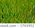 Up green lawn 1743952