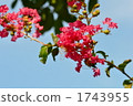 Lily of flowers 1743955