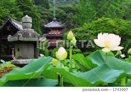 Mie tower of Kyoto Mimurotoji and lotus flower 1743997