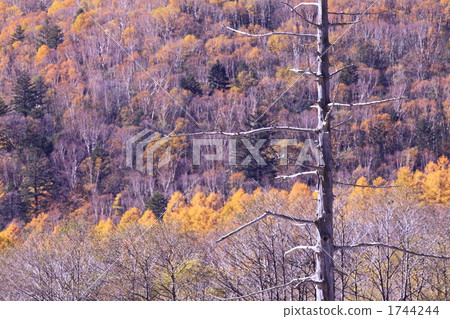 Autumn in Kamikochi Autumn in Kamikochi 1744244