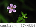 野花 野草 花朵 1744334