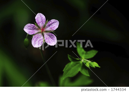 野花 野草 花朵 1744334
