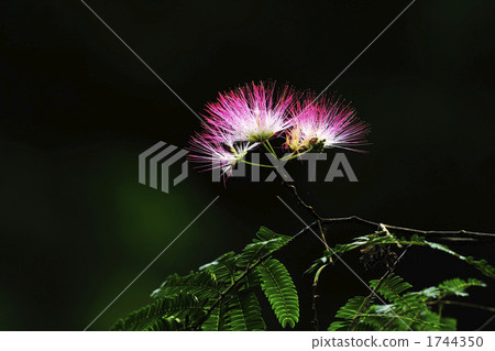 合歡樹 花瓣 植物 1744350