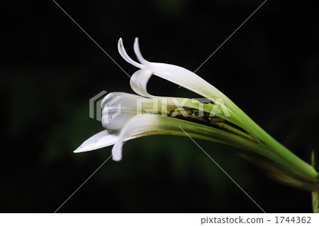 百合 植物 植物學 1744362