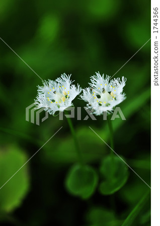 植物 植物學 植物的 1744366