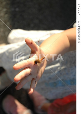 Dragonfly on the palm of your hand 1744375