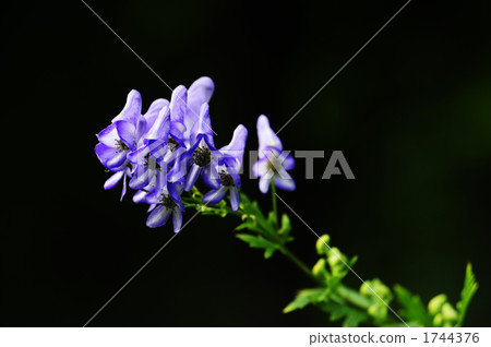 aconitum, plant, vegetative 1744376