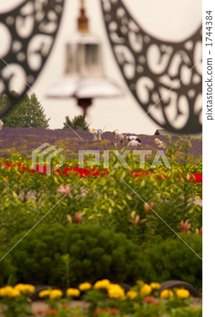 花園 植物 植物學 1744384
