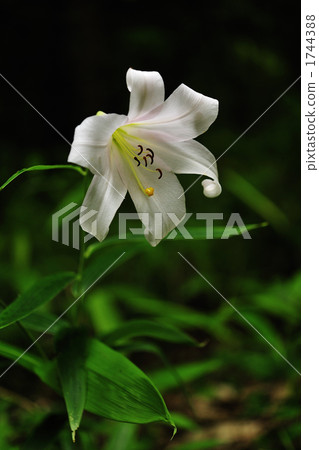 百合竹 植物 植物學 1744388