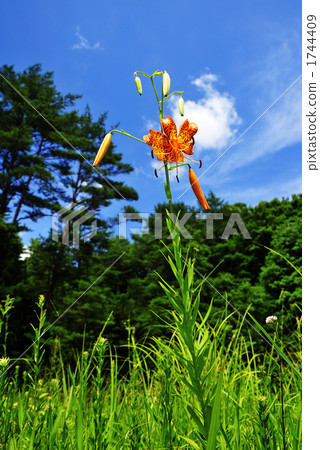百合 植物 植物學 1744409