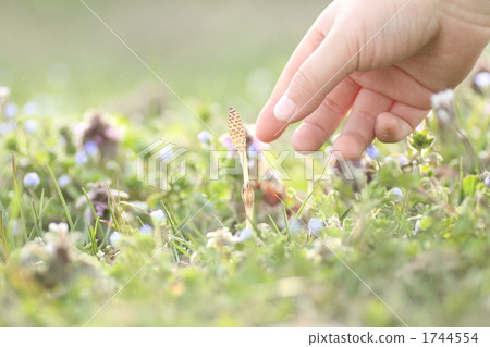 Pluck the spring Pluck the spring 1744554