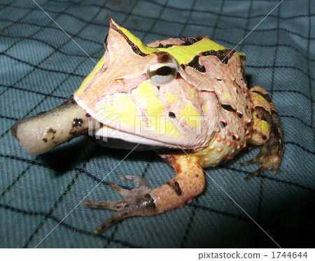 Amazon Tuna fish 1744644