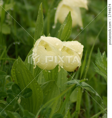 禮文敦盛草 高山植物 植物 1744674