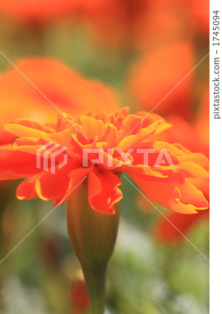 Marigold Marigold 1745094
