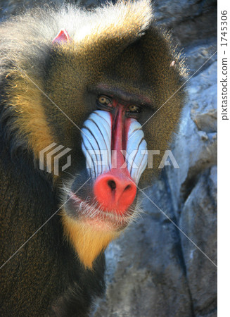 A masculine man 1745306