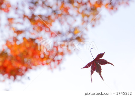 Maple leaves dancing in the autumn sky Maple leaves dancing in the autumn sky 1745532