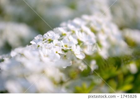 spiraea thunbergii, botanic, botanical 1745826