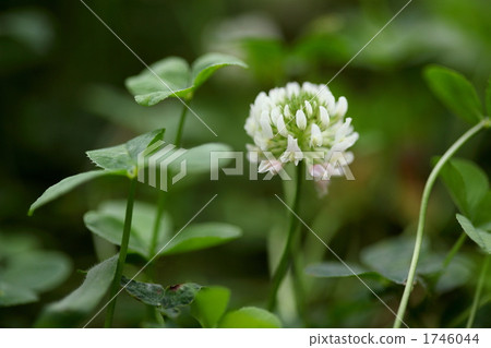botanic, botanical, plant 1746044