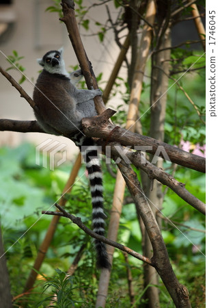 Wowing lemur (Ueno Zoo) Wowing lemur (Ueno Zoo) 1746045