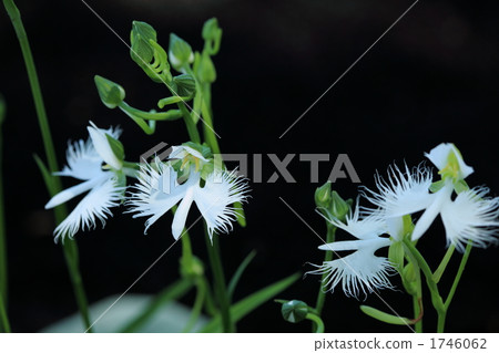 Sagisou（昭和紀念公園） 1746062