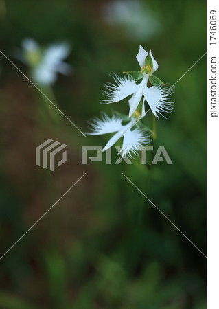 Sagisou(昭和紀念公園) Sagisou(昭和紀念公園) 1746069