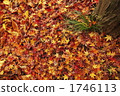 red leafe, fallen leafe, falling leafe 1746113