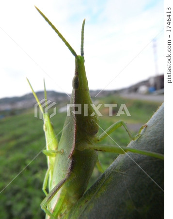 Atractomorpha lata 1746413