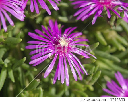 Madagasugi花(上) Madagasugi花(上) 1746853