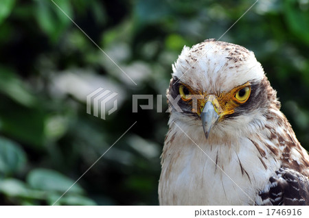 Kammuriwashi 1746916