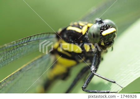 向上看Koniyamma的臉 向上看Koniyamma的臉 1746926