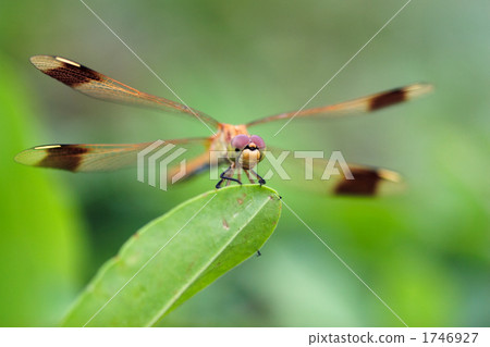 Miyamaakane stuck to the leaves 1746927