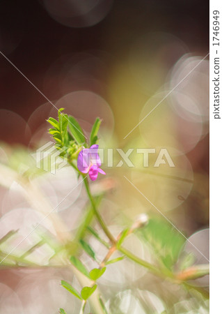 Karasuno peas blooming on the bank of a stream in a vertical position 1746949