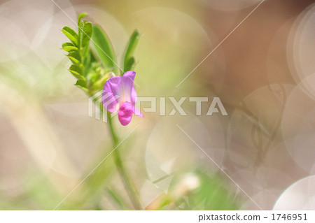 Crow flower blooming on the bank of Ogawa 1746951