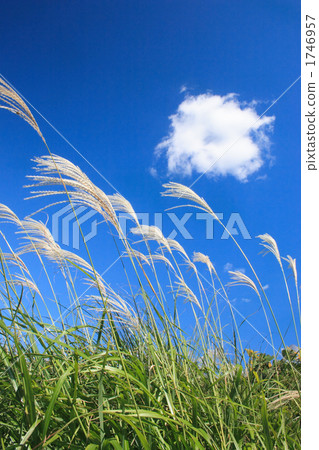 Blue sky and white clouds in a vertical position of Susuki 1746957