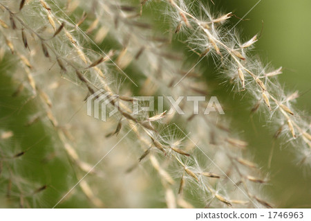 Macross photograph of Susuki's ear 1746963