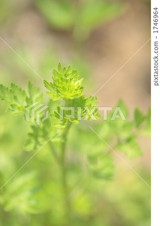 Sprout of Italian parsley 1746964
