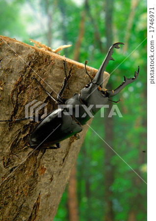 Gilafa saw gigwaggata 1746971