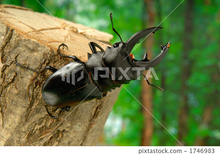 Arkes glutinacea 1746983