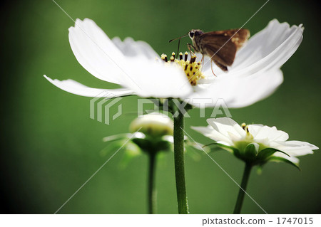 Fascinated by white petals 1747015