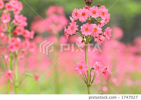 粳稻報春 粳稻報春 1747027