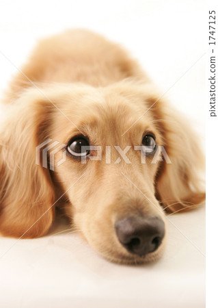 Dog Dog 1747125