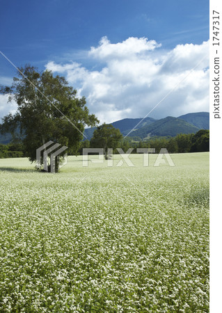 Buckwheat field of Fukushima Minamiaizu 1747317