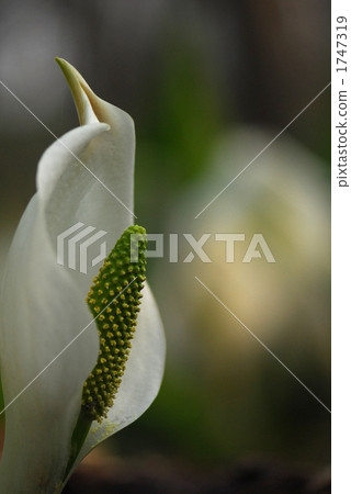 水芭蕉（美好的回憶）夢想和綻放 1747319