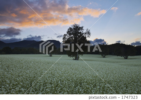 Fukushima Minamiaizu的蕎麥田 1747323